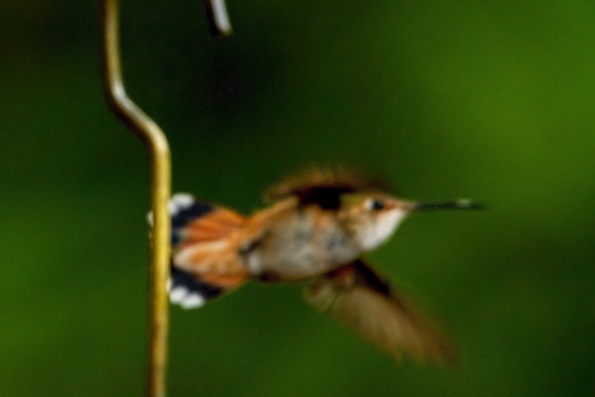 Rufous/Allen's Hummingbird - ML590071641