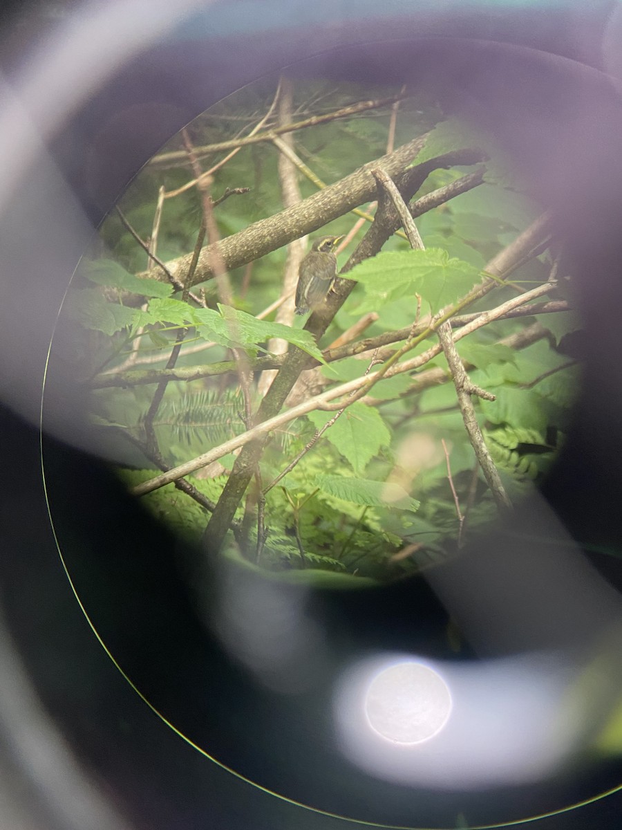 Black-throated Blue Warbler - ML590072481