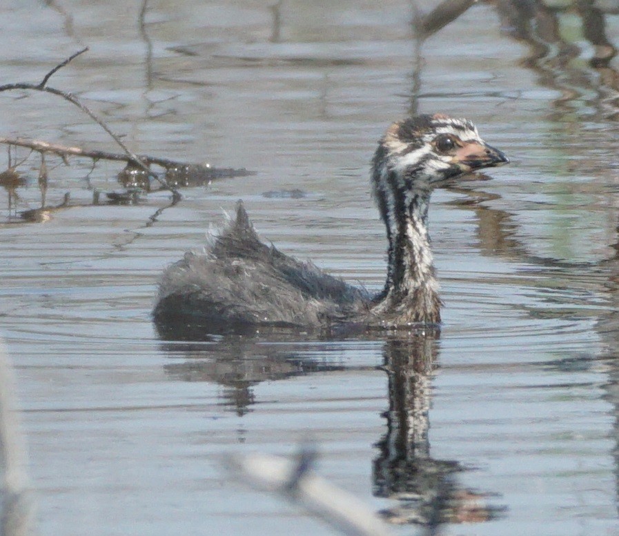 Pied-billed Grebe - Anonymous