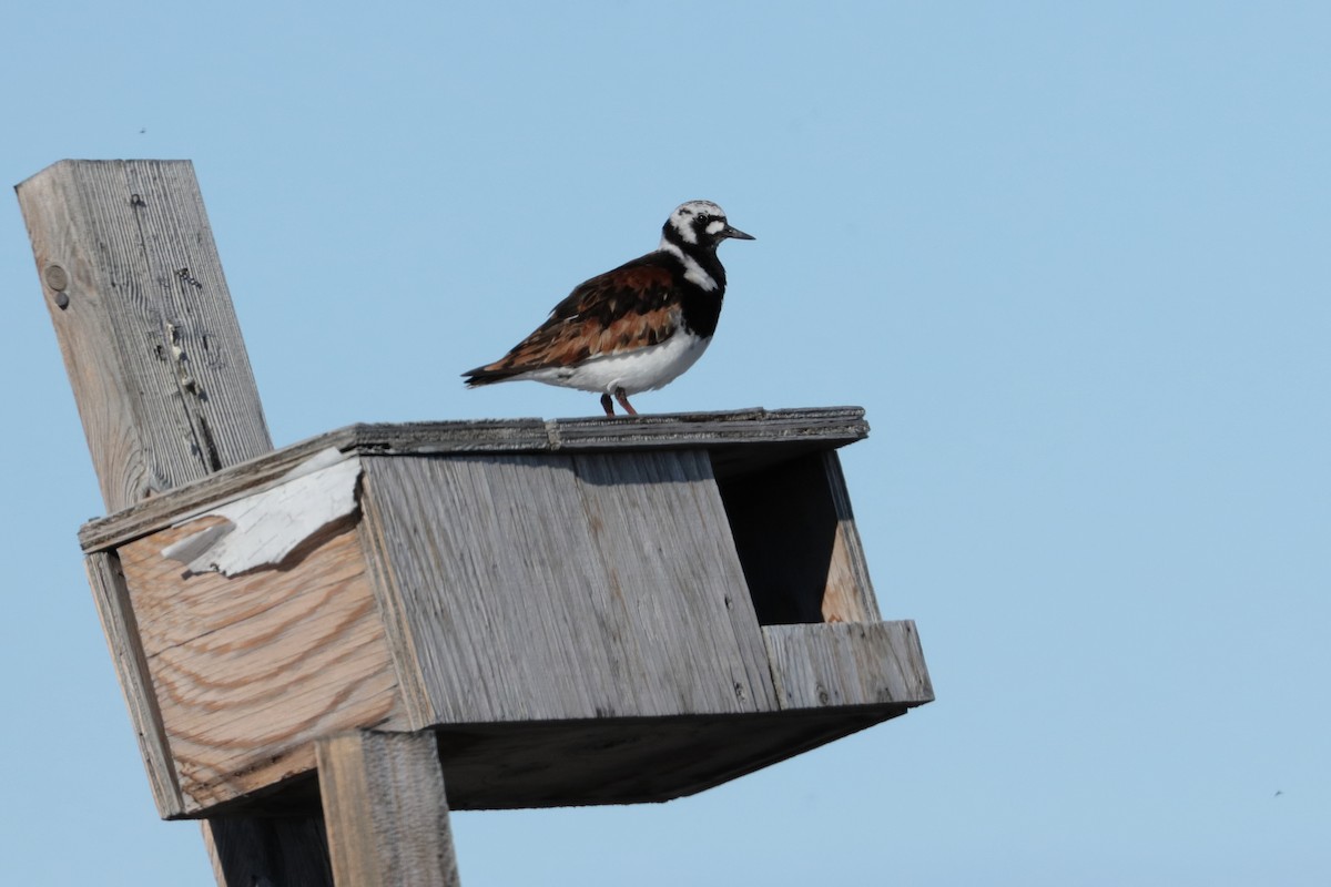 Ruddy Turnstone - ML590072961