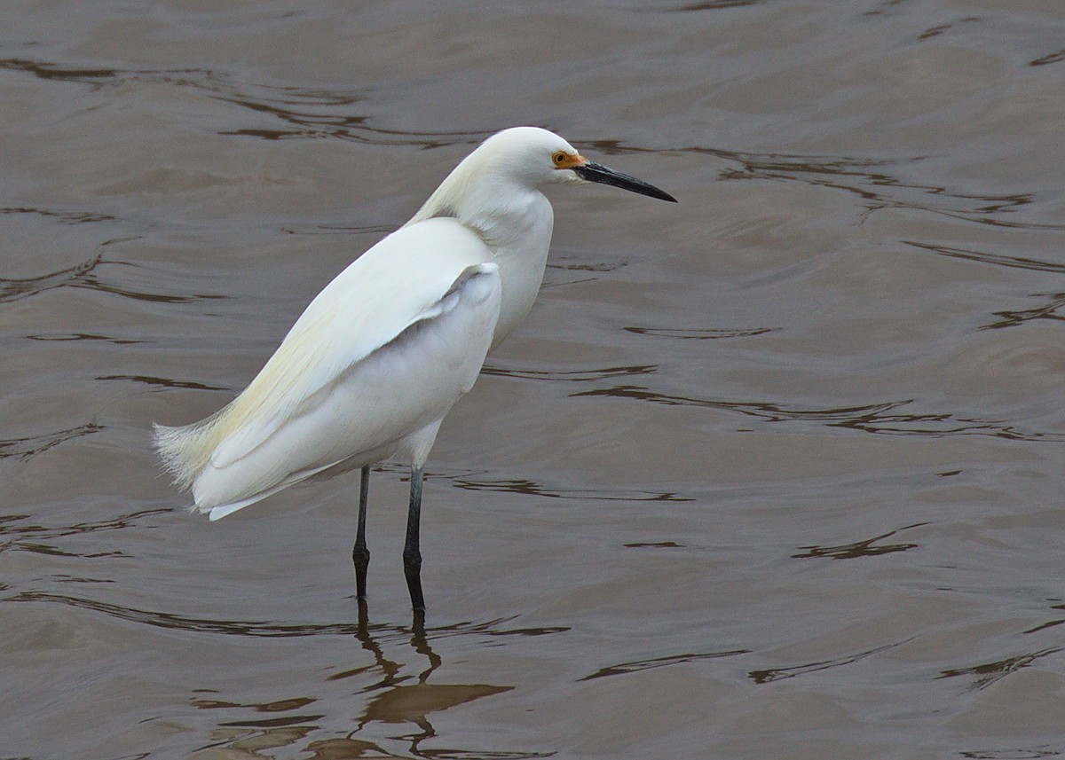 Snowy Egret - ML590074121