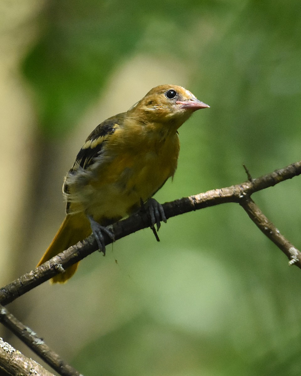 Baltimore Oriole - ML590074221