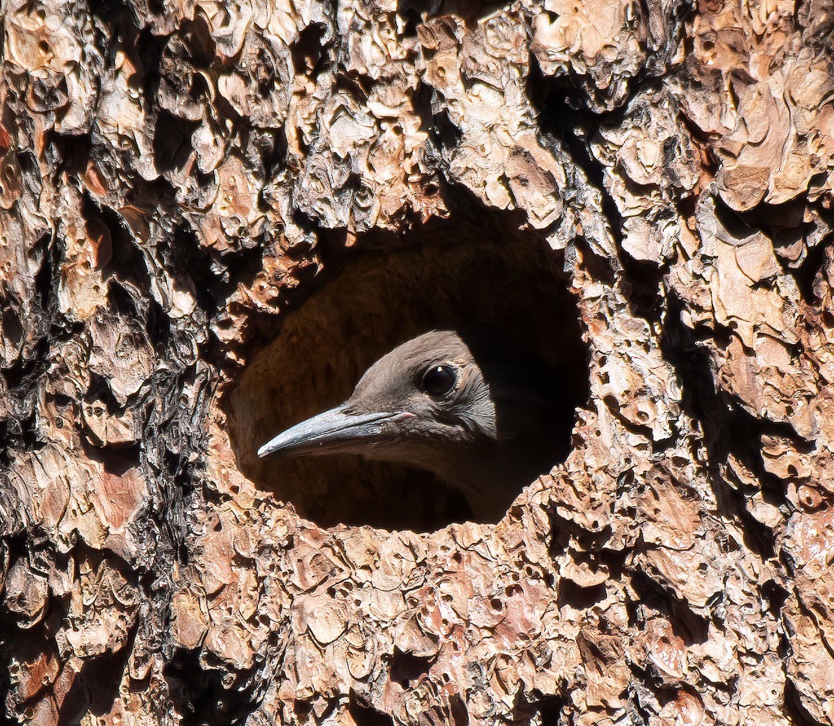 Northern Flicker (Red-shafted) - ML590074251