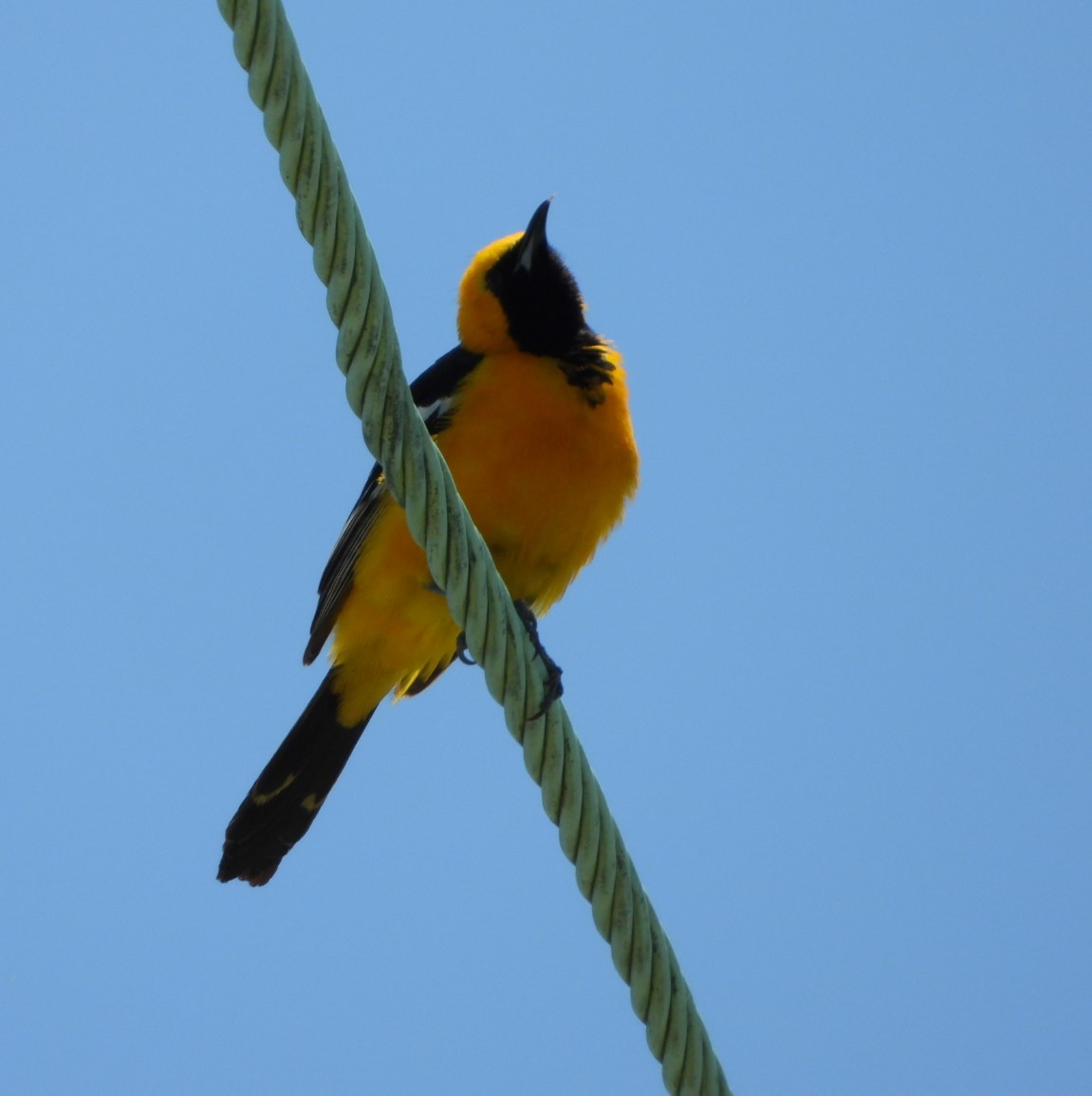 Hooded Oriole - Carol Furutani