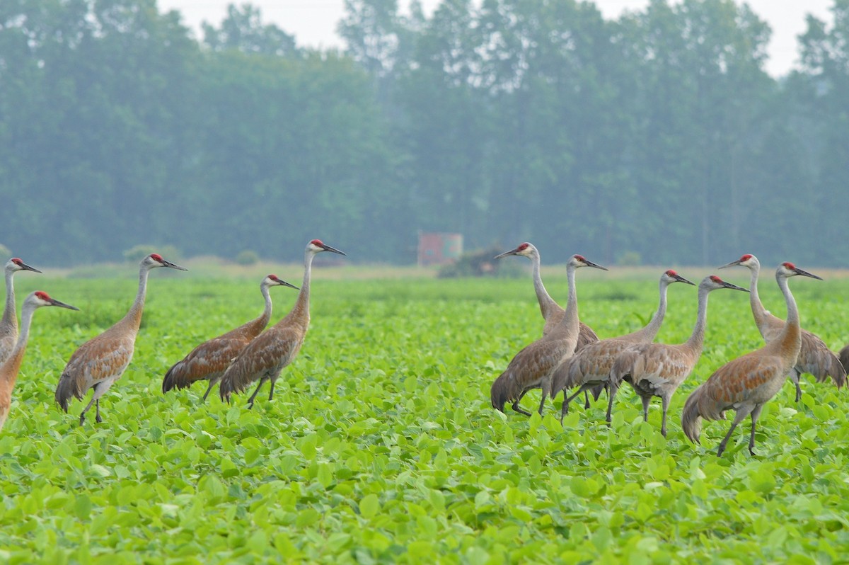 Sandhill Crane - ML590074891