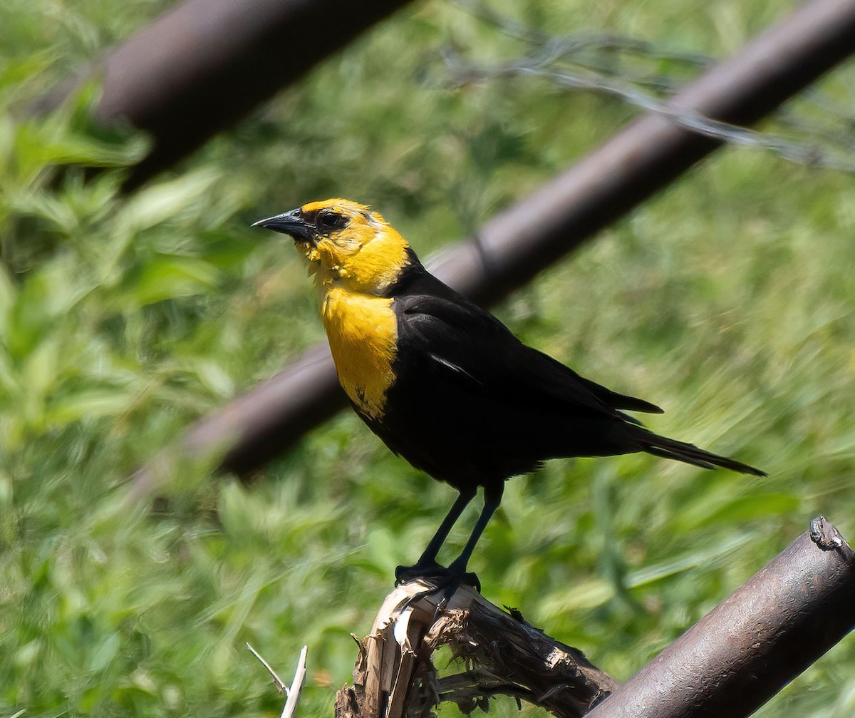 Yellow-headed Blackbird - ML590075311