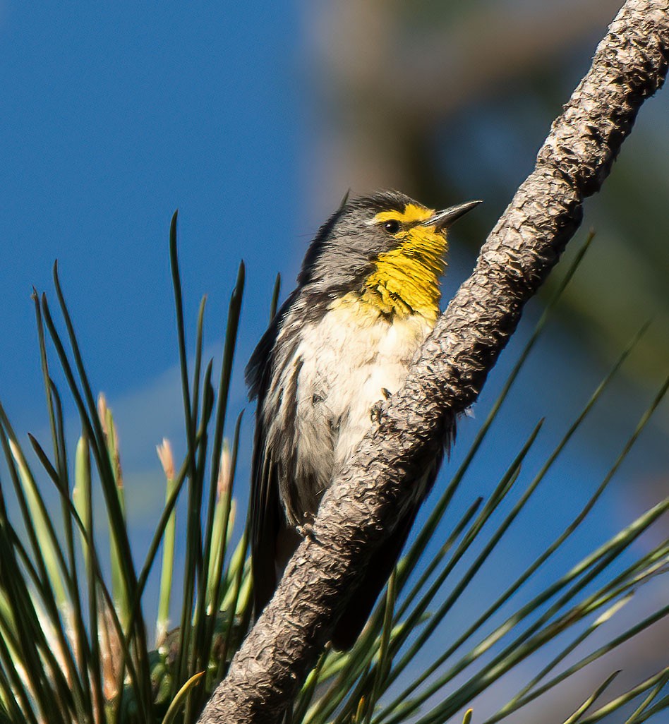 Grace's Warbler - ML590075871