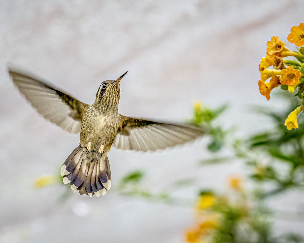 Speckled Hummingbird - Steven Lasley