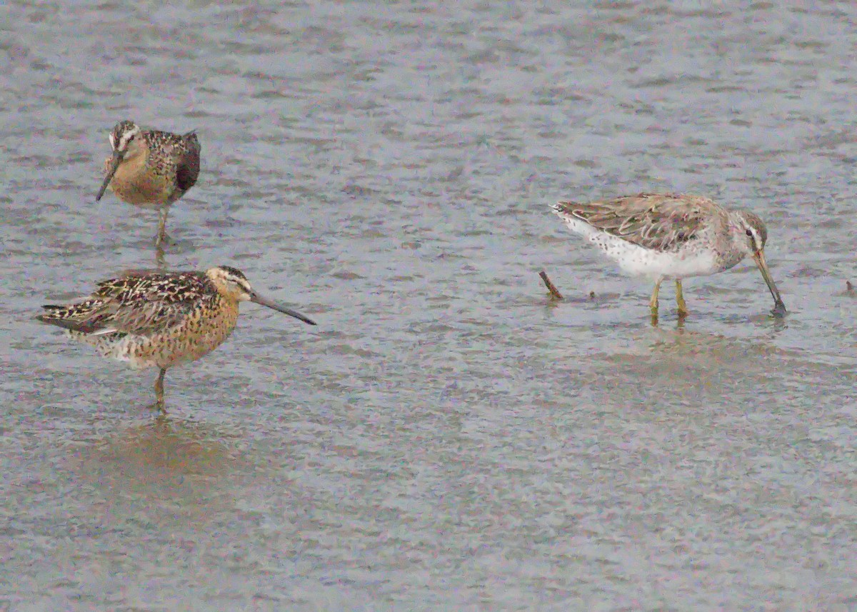 Short-billed Dowitcher - ML590077291