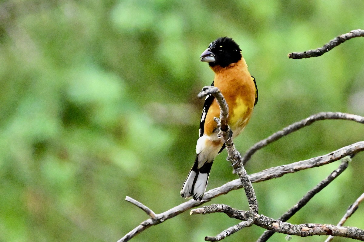 Black-headed Grosbeak - ML590078651