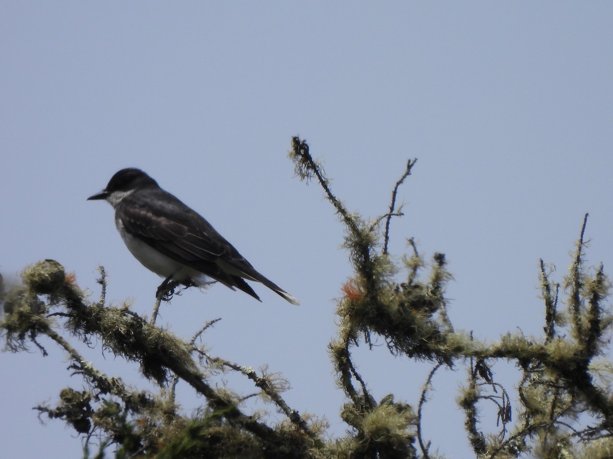 Schieferrücken-Königstyrann - ML590079581