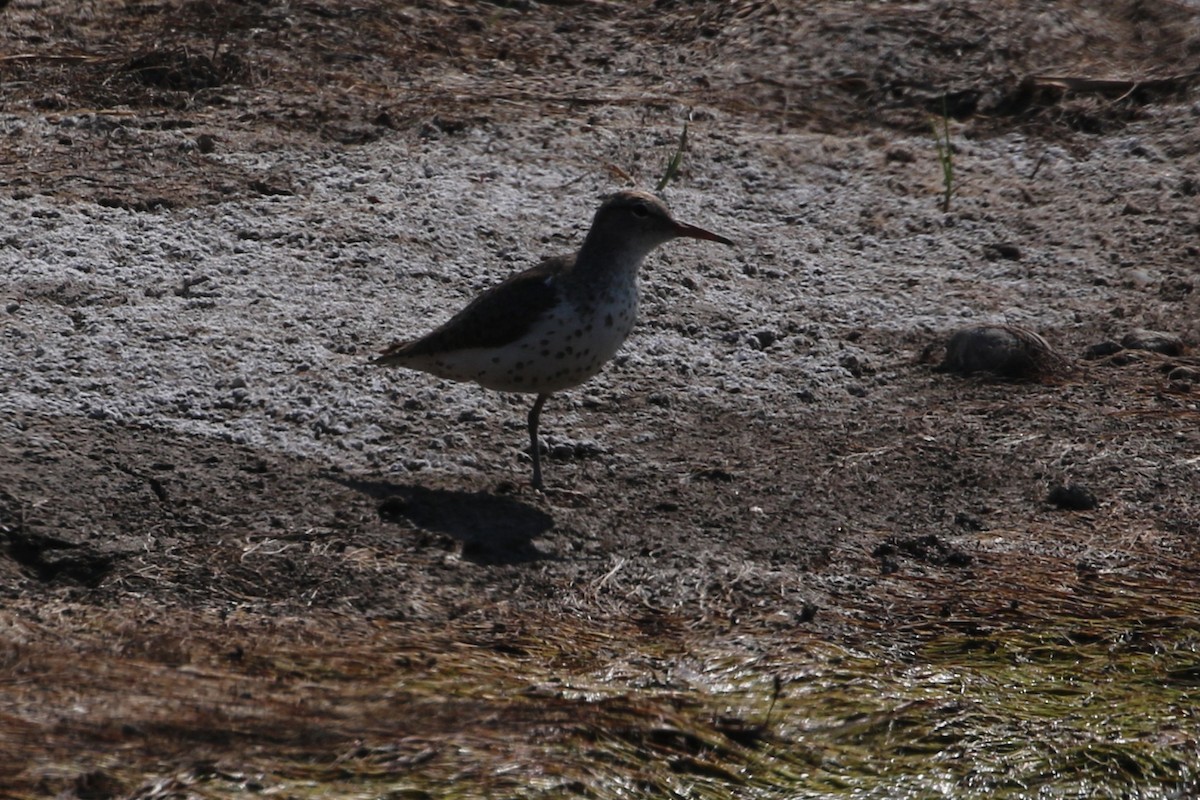 Spotted Sandpiper - ML590080971