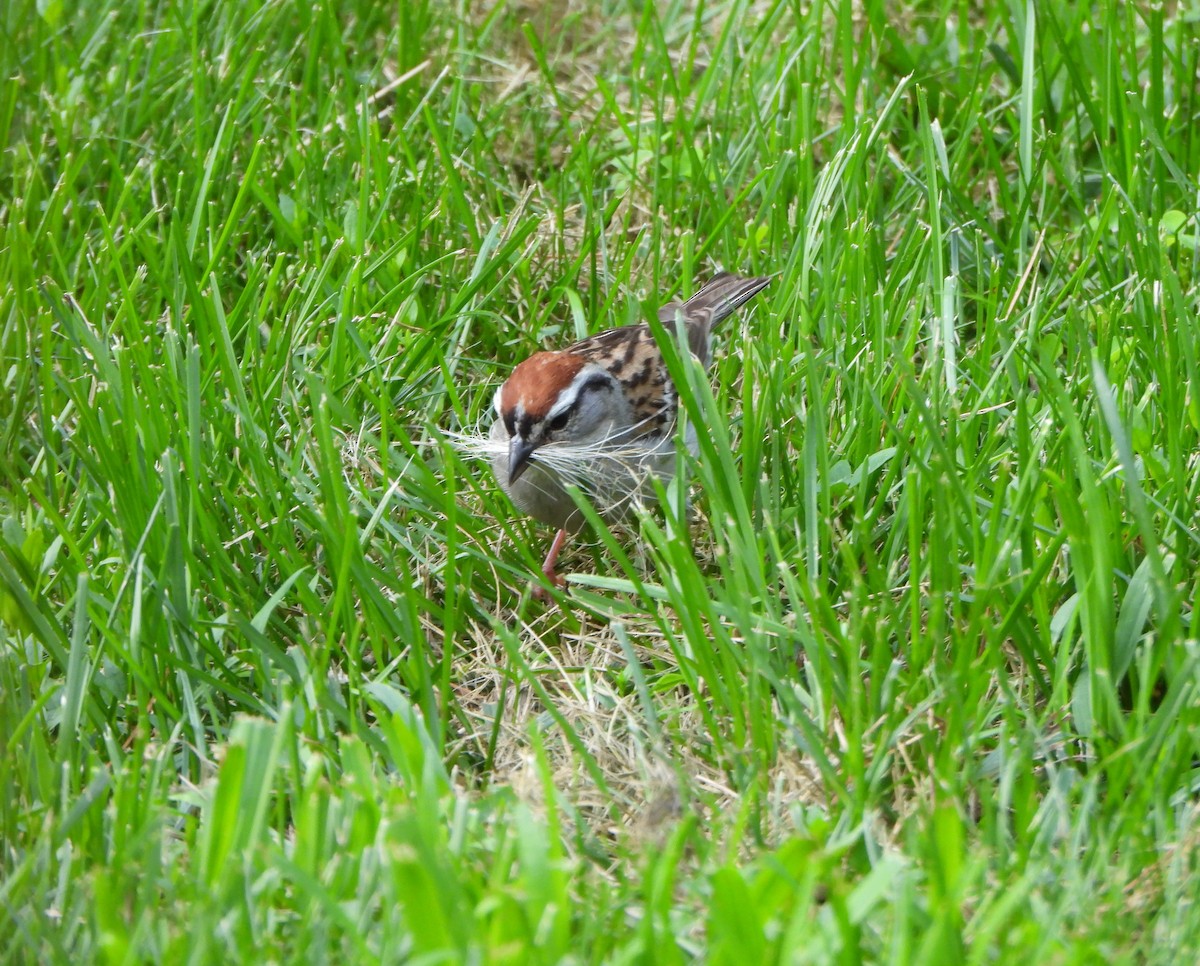 Chipping Sparrow - Amy Meehan McLaughlin