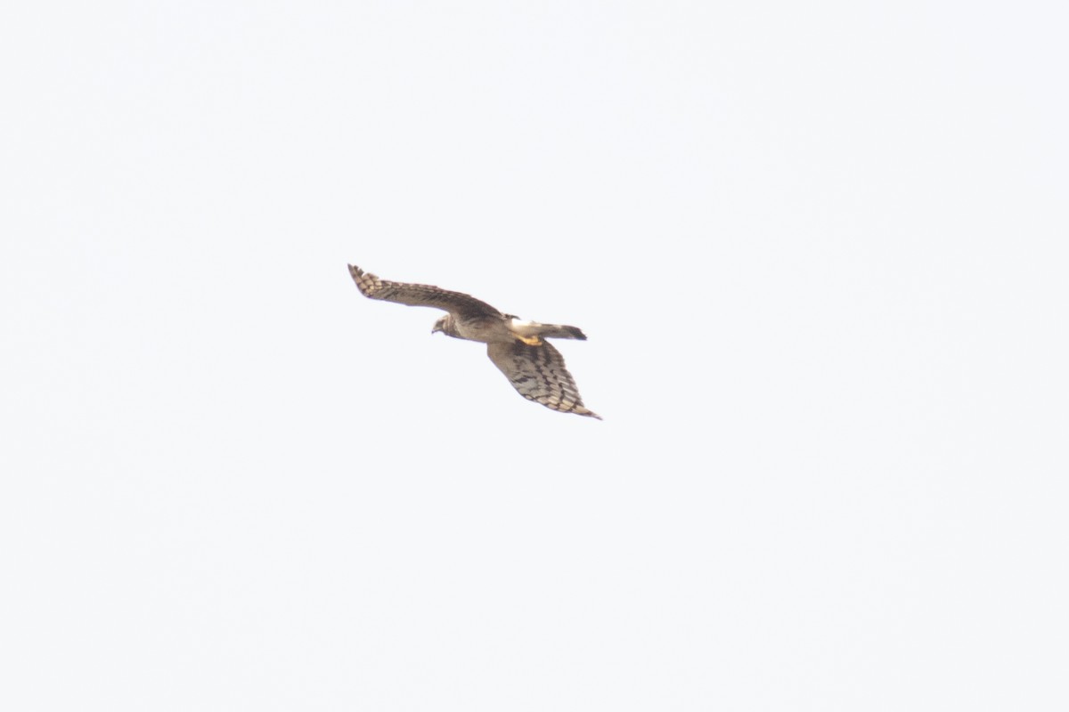 Northern Harrier - ML590081251