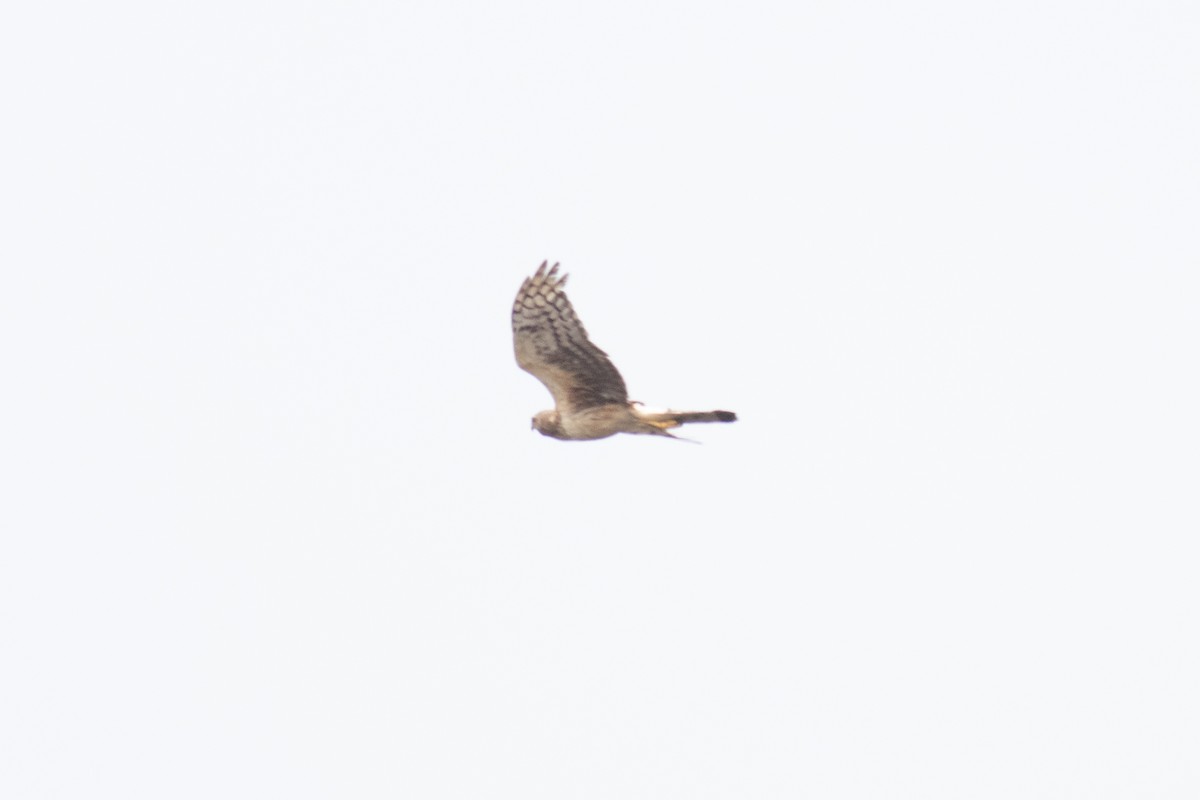 Northern Harrier - ML590081261