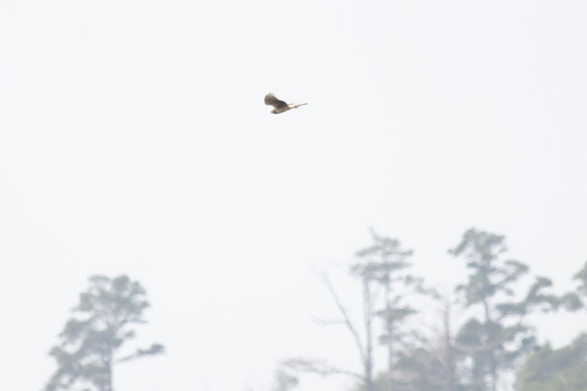 Northern Harrier - ML590081281