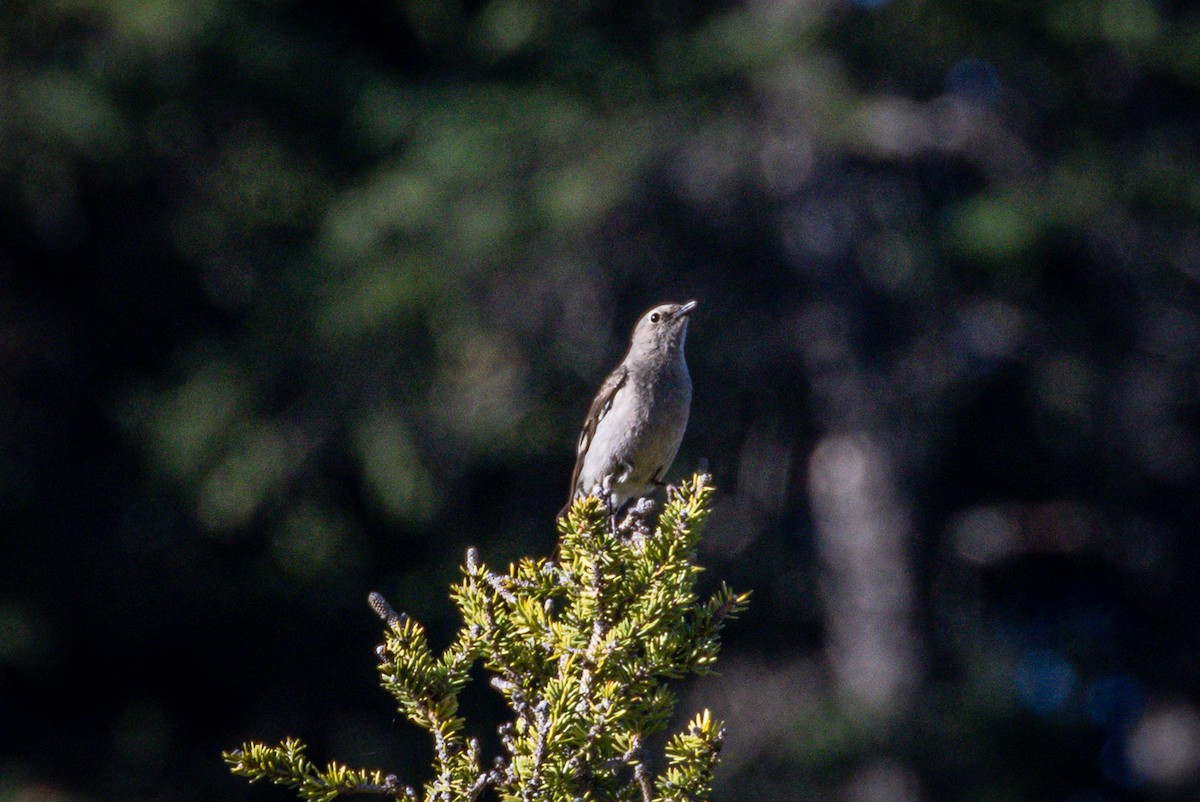 Townsend's Solitaire - ML590081771