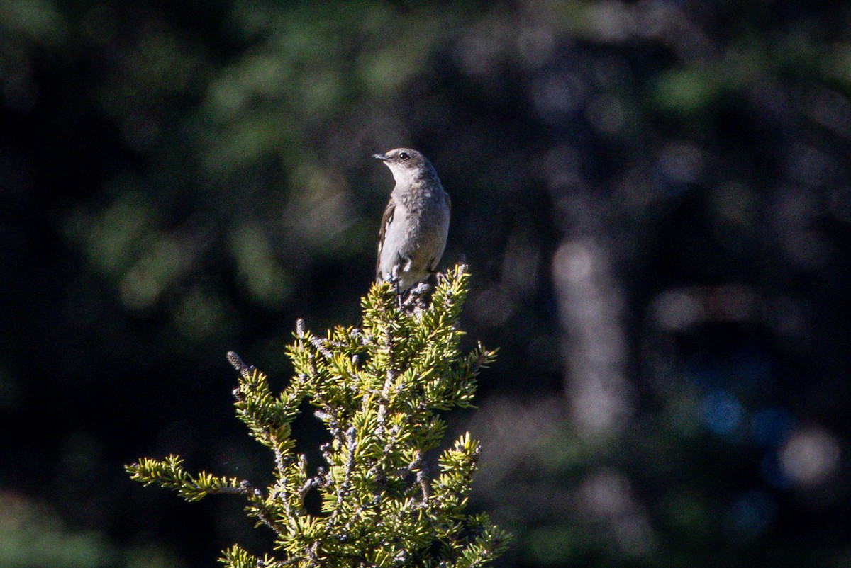 Townsend's Solitaire - ML590081781