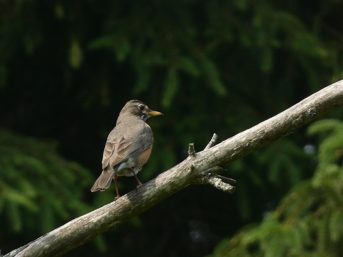 American Robin - Ethan K