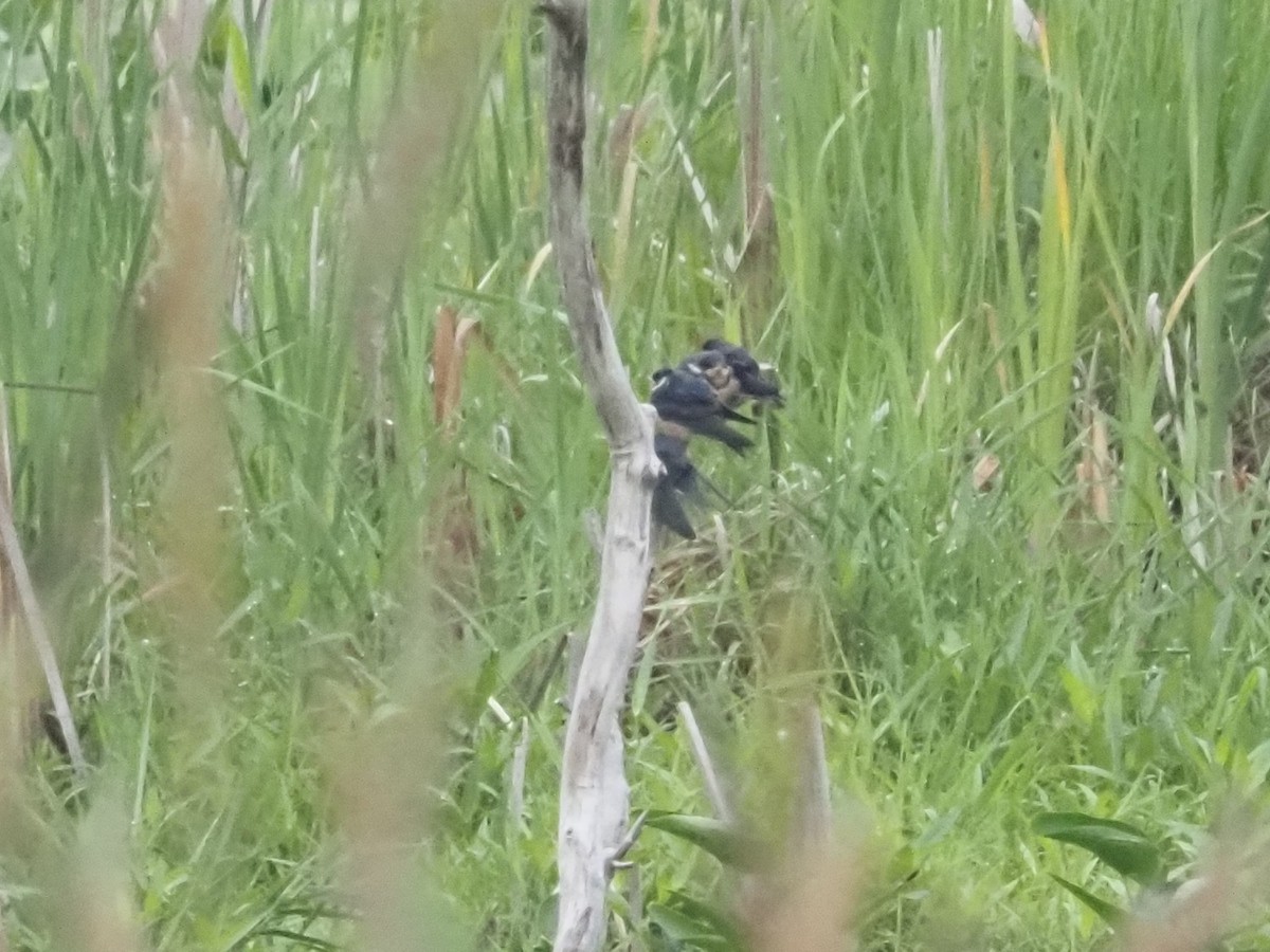 Tree Swallow - ML590082561