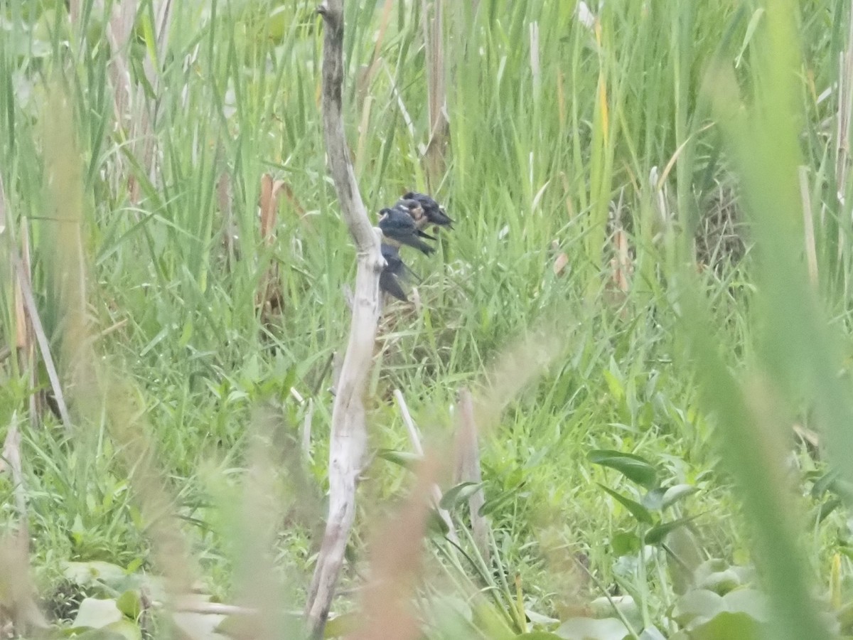 Tree Swallow - ML590082571
