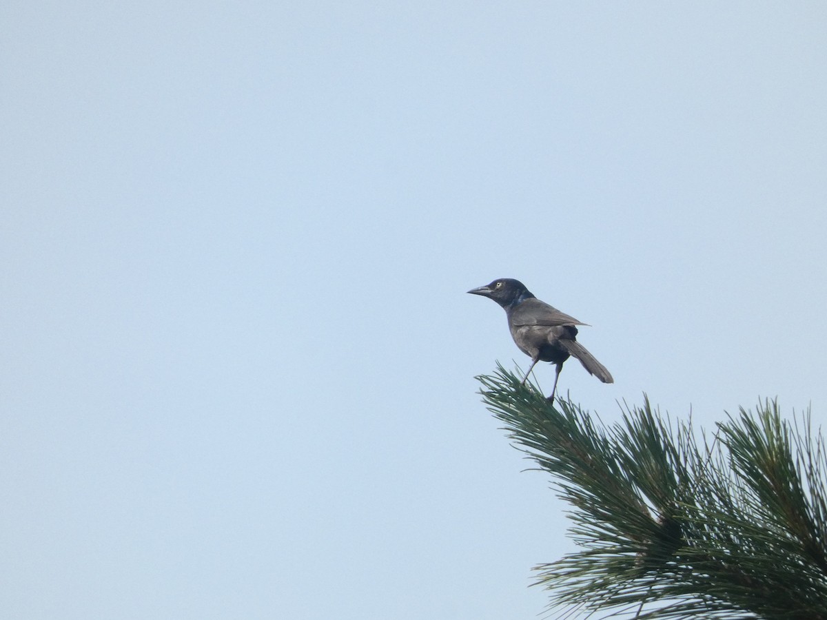 vlhovec lesklý (ssp. versicolor) - ML590082831