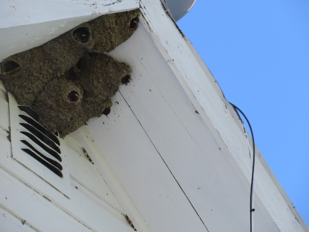 Cliff Swallow - ML59008291