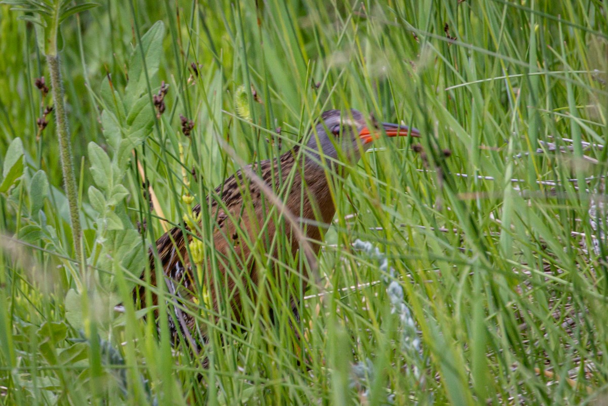 Virginia Rail - ML590083071