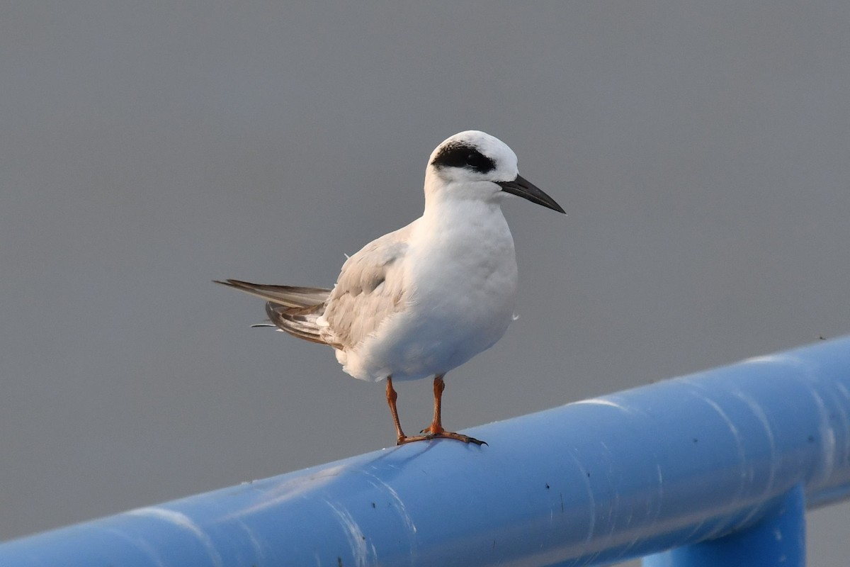 Forster's Tern - Joel Trick