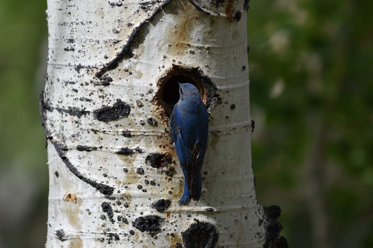 Mountain Bluebird - Paul Johnson