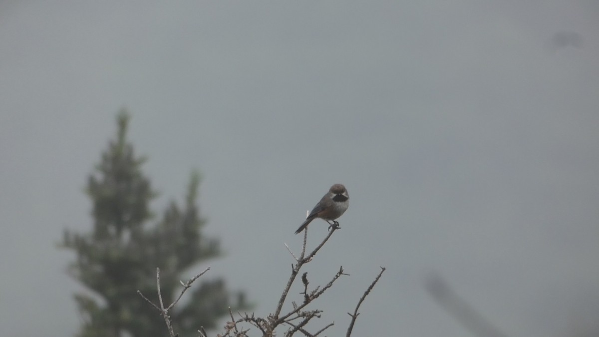 Mésange à tête brune - ML590083431