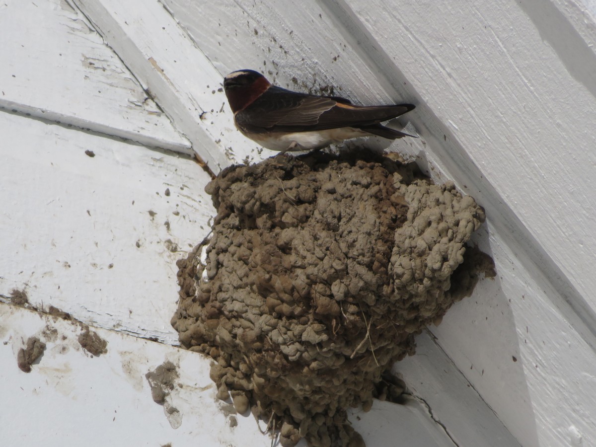 Cliff Swallow - ML59008361