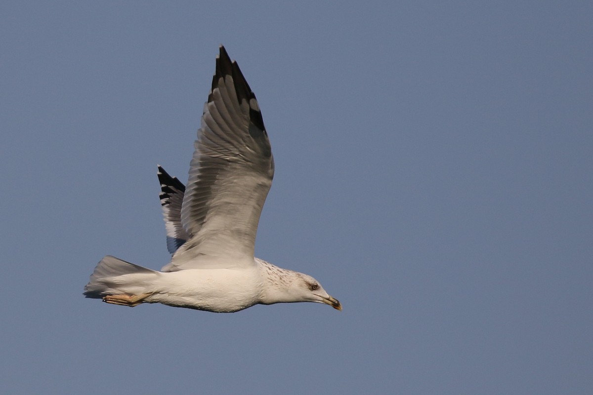 Lesser Black-backed Gull (Steppe) - ML590084181