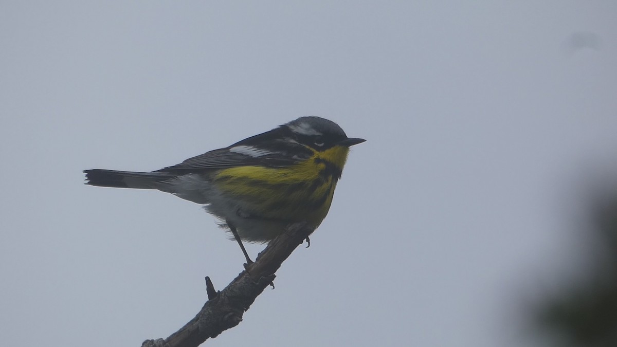 Magnolia Warbler - ML590084311