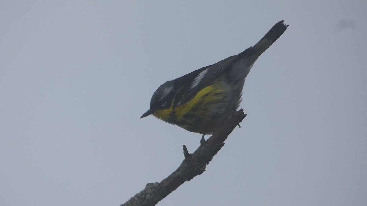 Magnolia Warbler - ML590084321