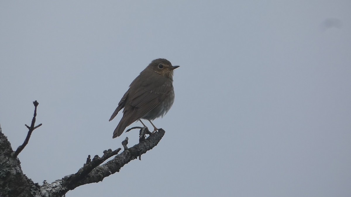 Swainson's Thrush - Stephen  Greenwood