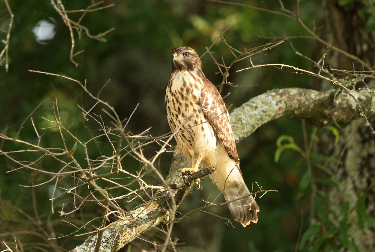 Red-shouldered Hawk - ML590084681