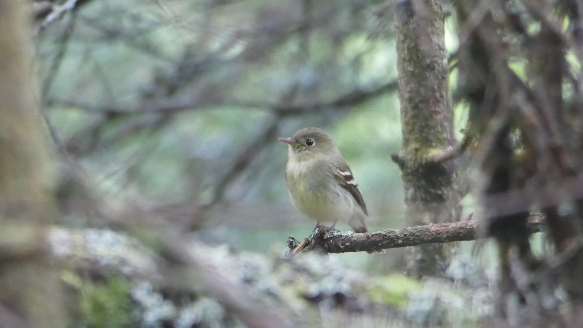 Yellow-bellied Flycatcher - Stephen  Greenwood