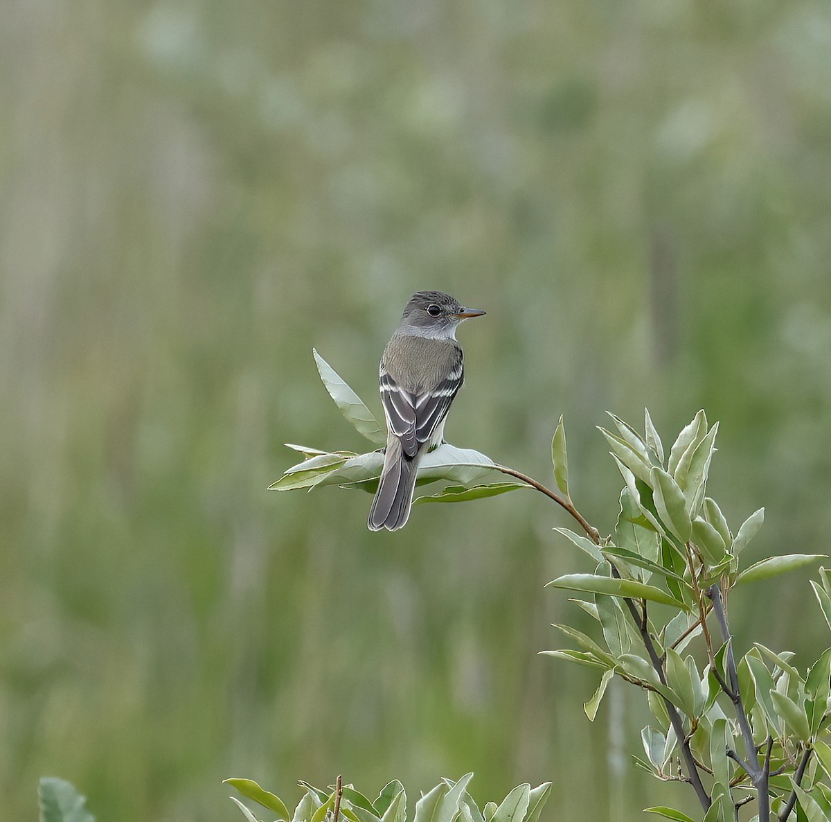 Willow Flycatcher - ML590085021