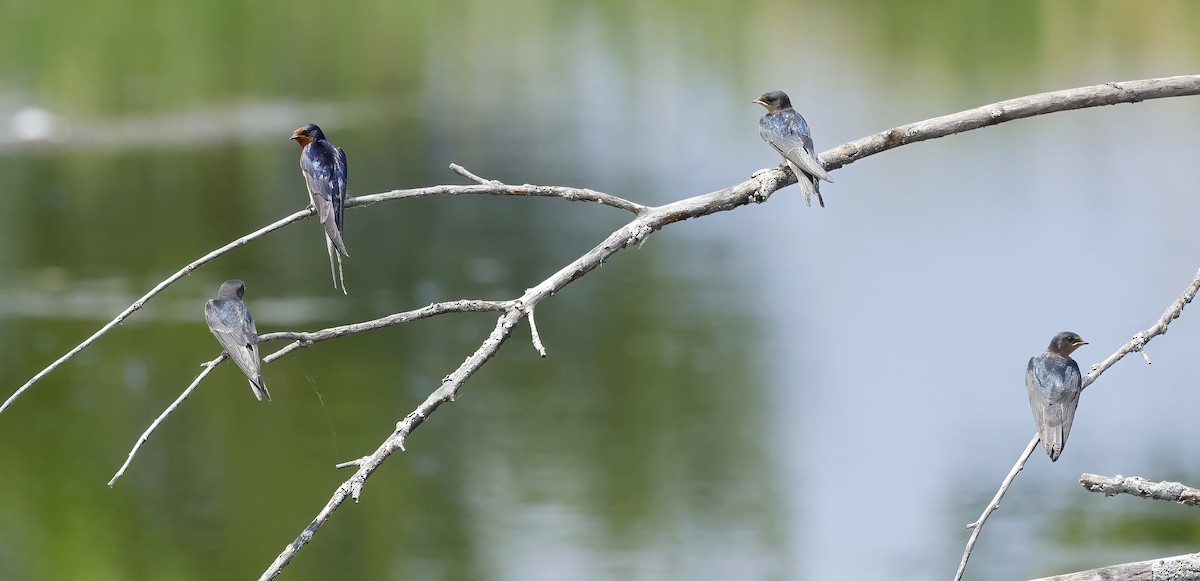 Barn Swallow - ML590085231