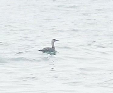 Red-throated Loon - ML590085331
