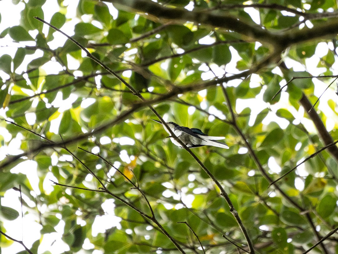 Черноухая колибри-фея - ML590087081