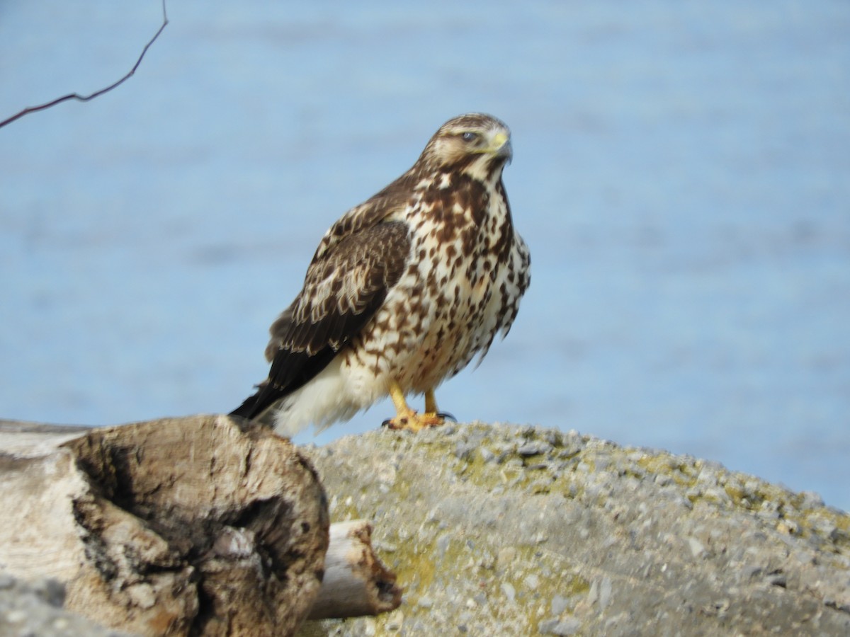 Swainson's Hawk - ML590087851