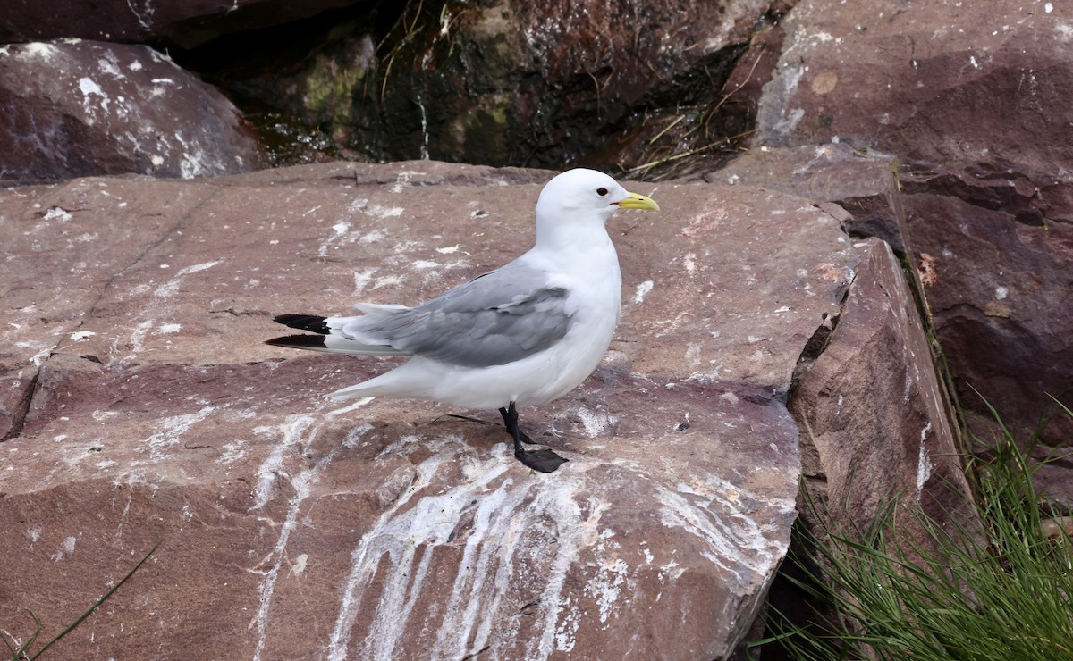 Mouette tridactyle - ML590089711