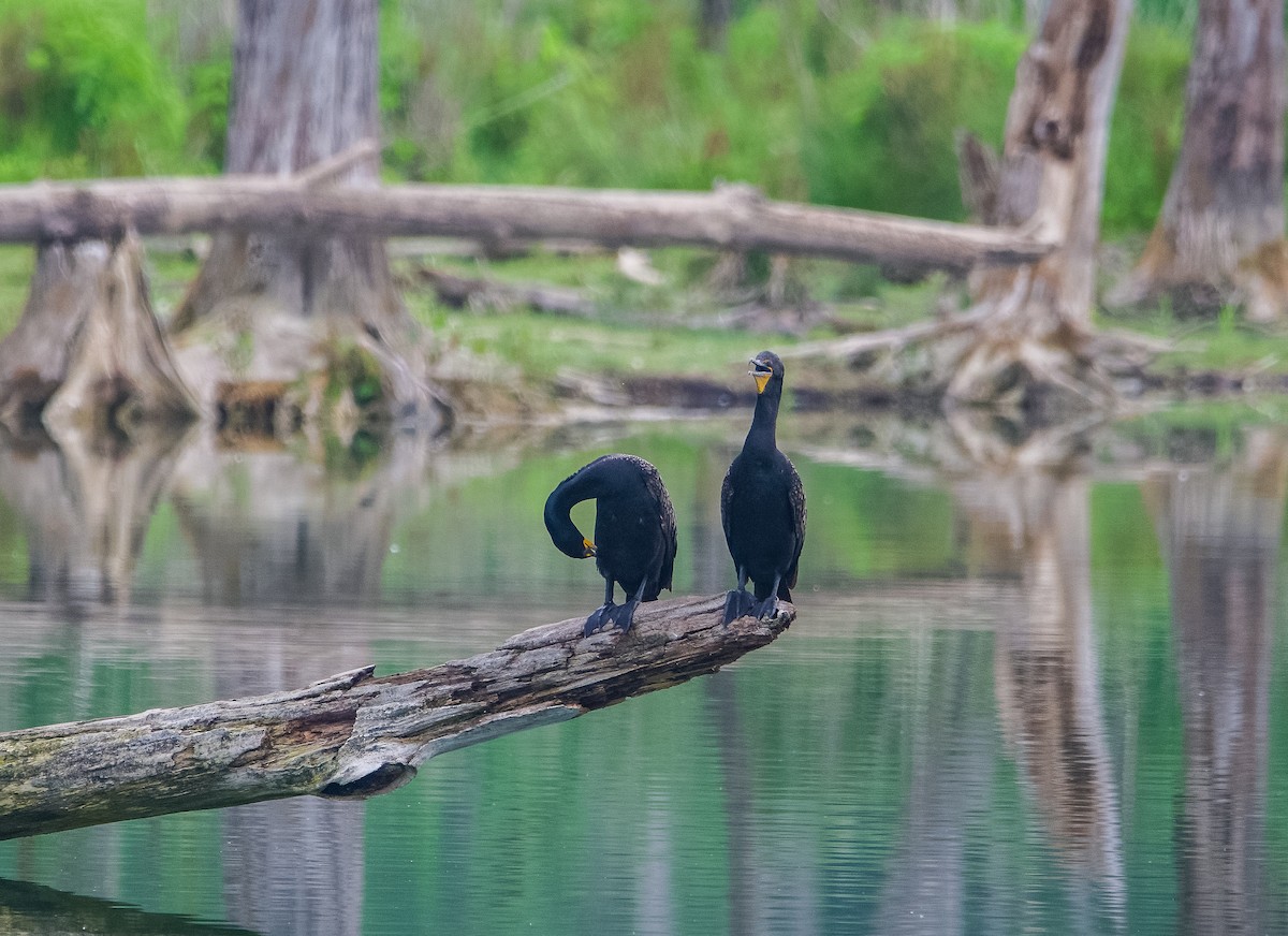 Double-crested Cormorant - ML590089941