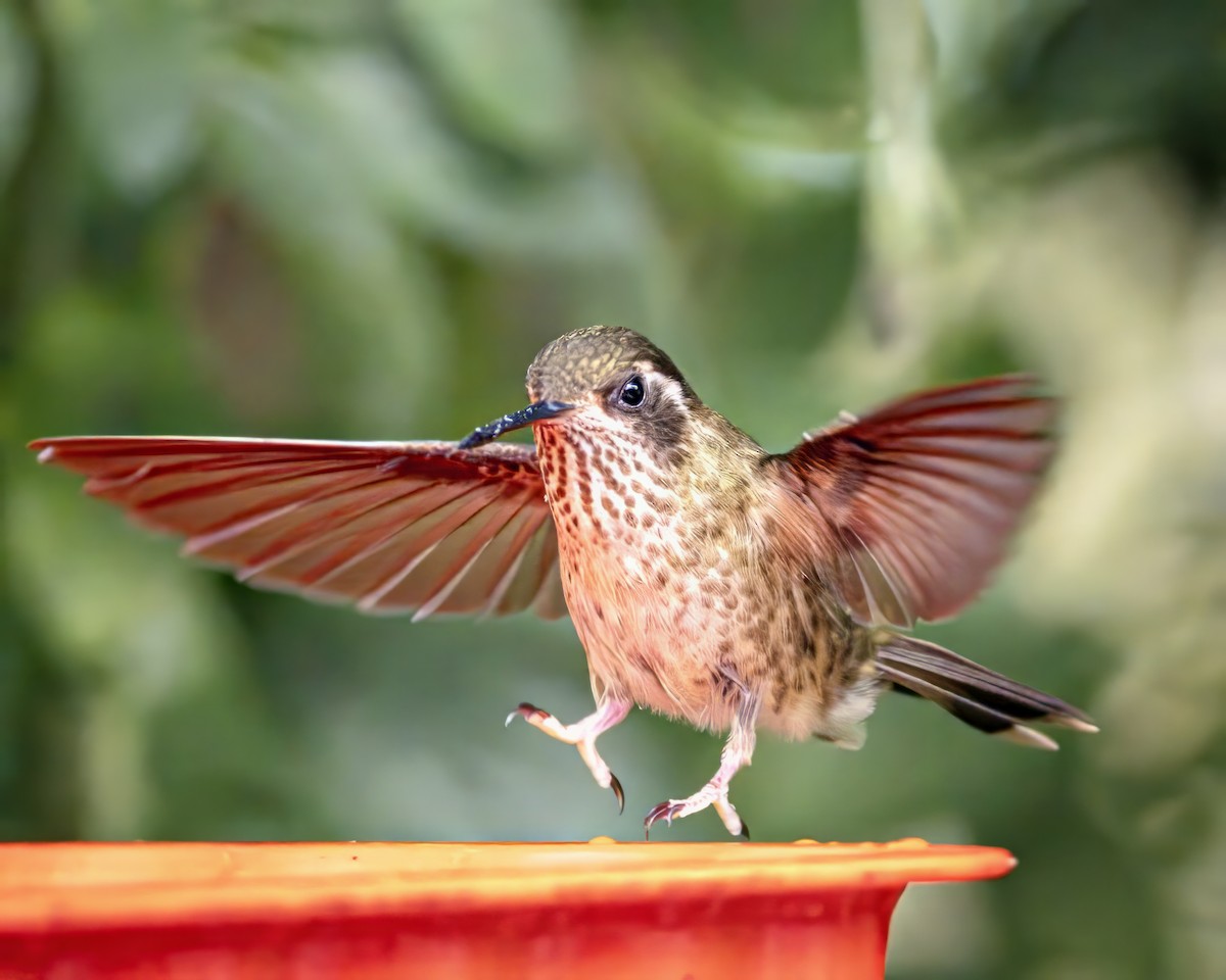 Speckled Hummingbird - Steven Lasley