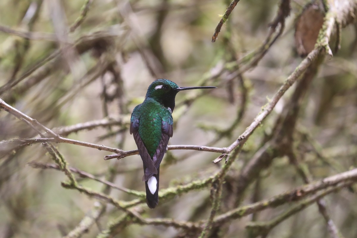 Purple-bibbed Whitetip - ML590091031