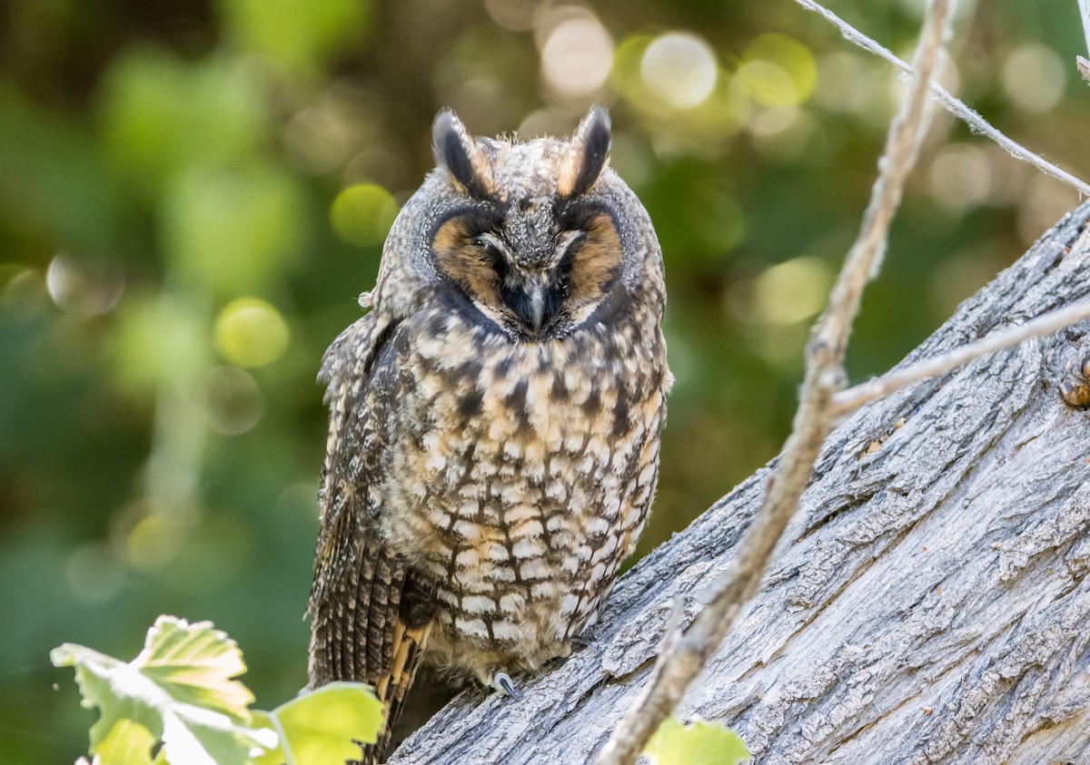 Long-eared Owl - ML590091821
