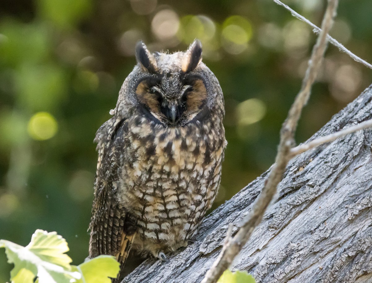 Long-eared Owl - ML590091831