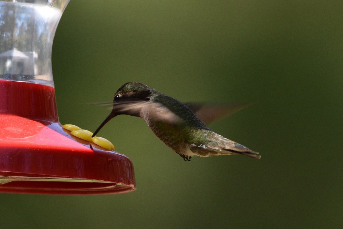 Anna's Hummingbird - ML590092411